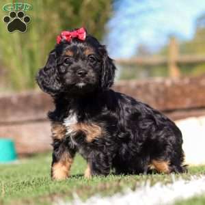 Lila, Cavapoo Puppy